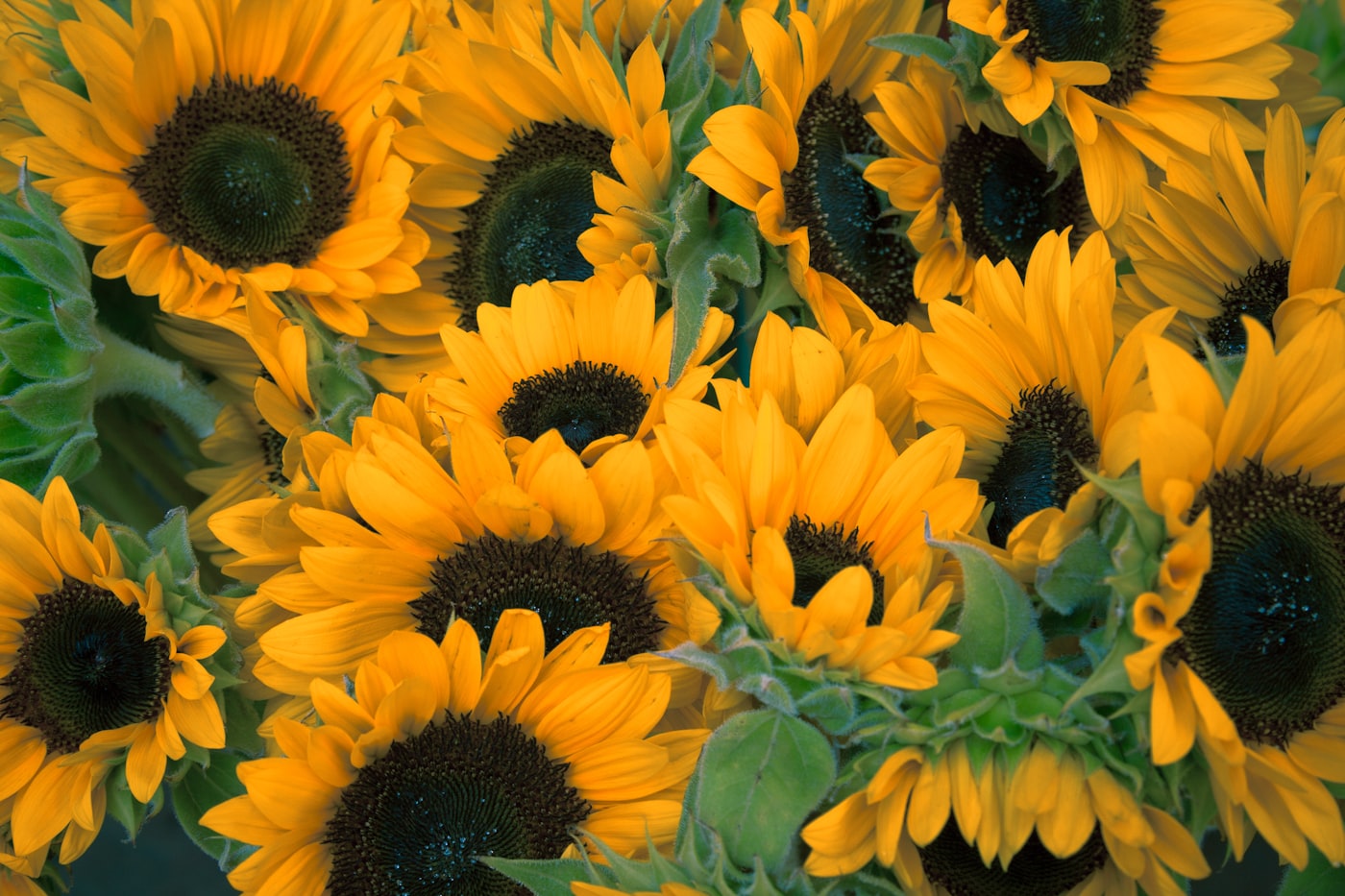 Bloemen voor op kantoor