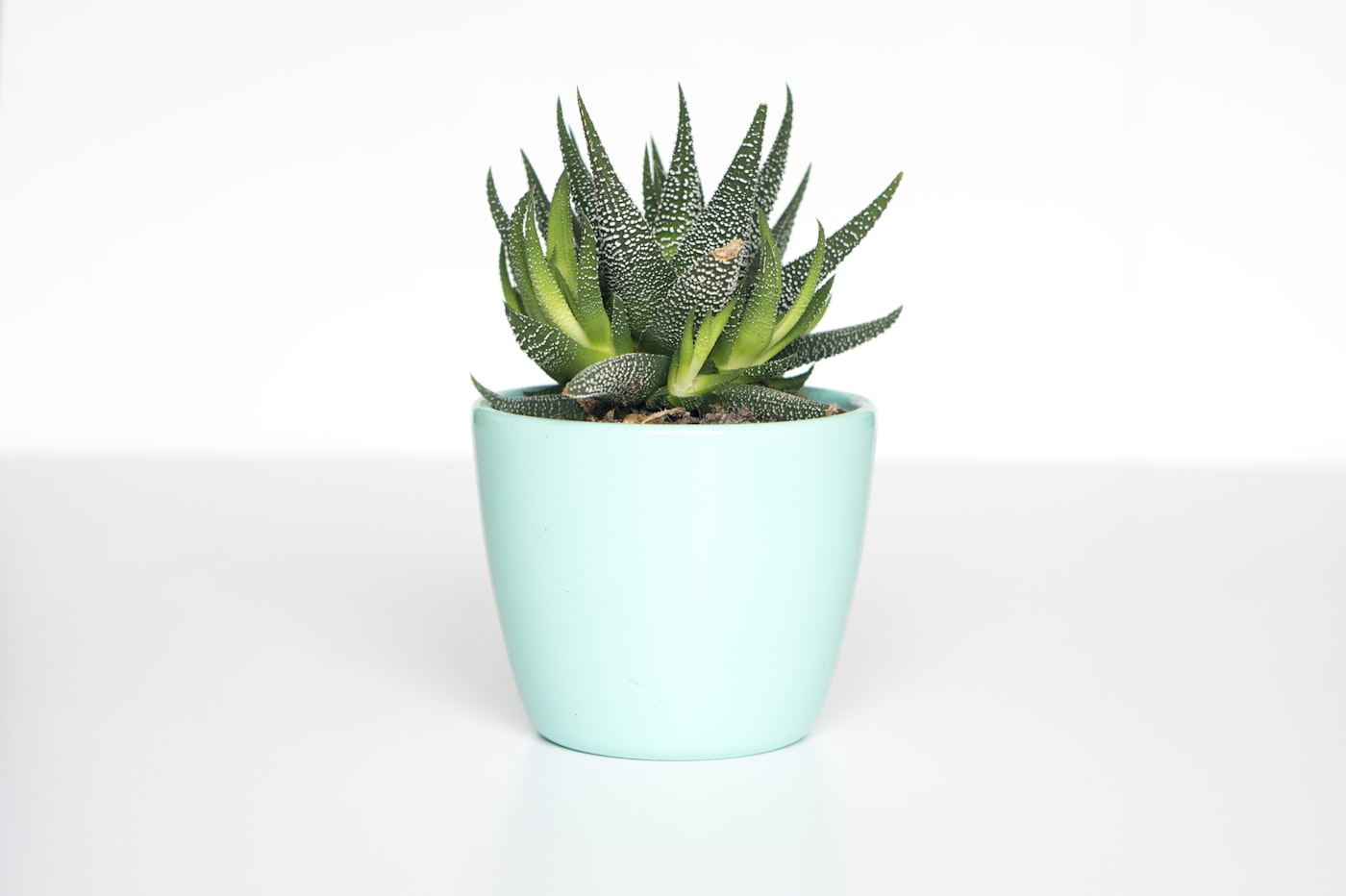 Hangende en staande planten in de winkel