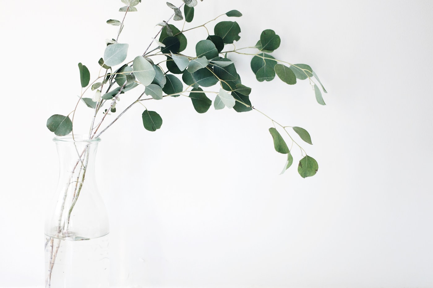 Groene planten in de winkel