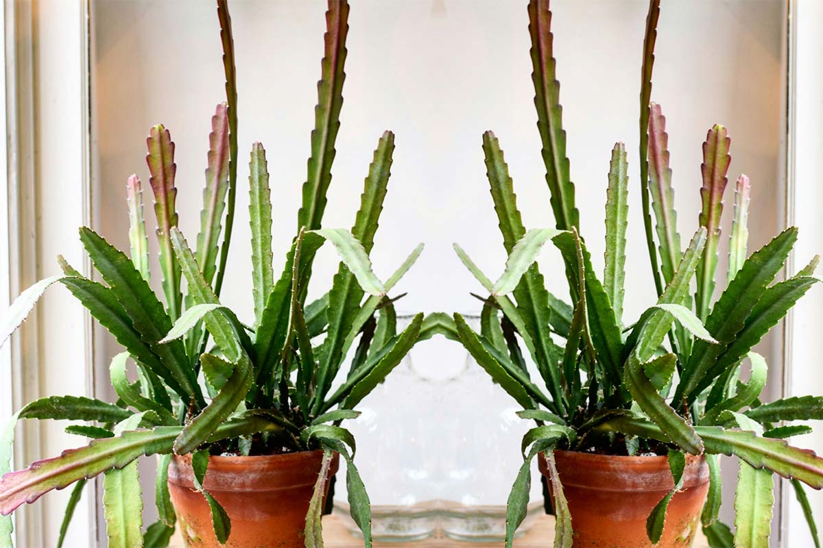 Groene planten in de winkel